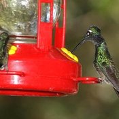 Magnificent Hummingbird